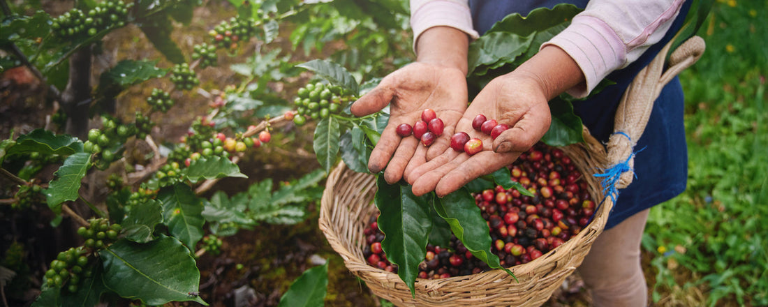 From Bean to Brew — How Sustainable Farming Shapes Every Cup of Love, Kaapi