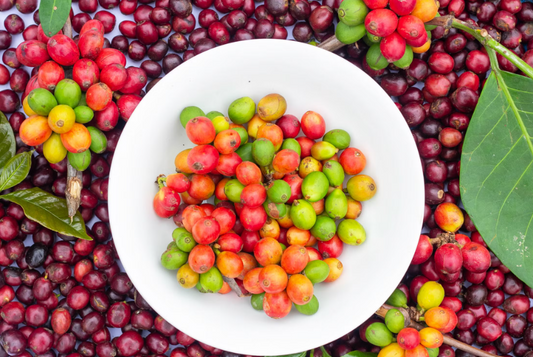 What Is Peaberry Coffee and Why Is Chikmagalur Peaberry So Prized?