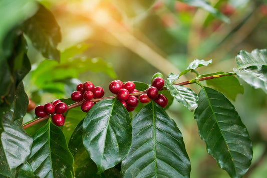 Why Chikmagalur Coffee Beans Are India's Favorite Choice for Coffee Lovers