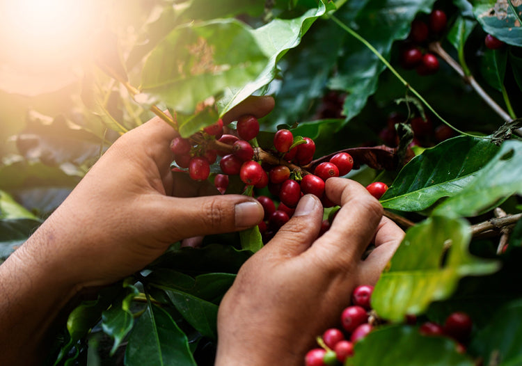 Exploring the Richness of South Indian Coffee: A Journey Through Four Unique Blends