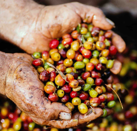 coffee in india, history of coffee, coffee beans