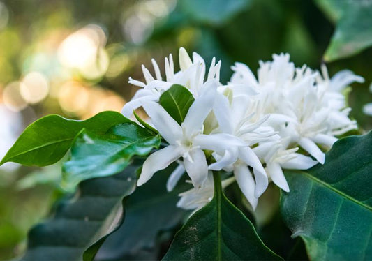 Why Chikmagalur Serves the Best Coffee in India